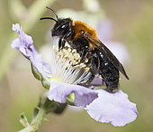 Grey-patched Mining-bee (Andrena nitida) female on Mulberry tree (Rubus fructicosus), Regional Natural Park of Northern Vosges, France