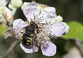 Potter bee (Anthidium septemspinosum) on Mulberry tree (Rubus fructicosus), Regional Natural Park of Northern Vosges, France