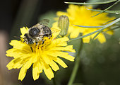 Green-eyed Flower Bee (Anthophora bimaculata) on Hawk Beard (Crepis sp), Regional Natural Park of Northern Vosges, France