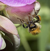 Brown Bumblebee (Bombus pascuorum) on Perennial sweet pea (Lathyrus latifolius) Licking Dew, Regional Natural Park of Northern Vosges, France