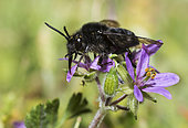 Carpenter Bee (Megachile parietina) female, Regional Natural Park of Northern Vosges, France