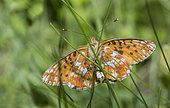 Pearl-bordered Fritillary (Boloria euphrosyne), Regional Natural Park of Ballons des Vosges, France