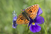 Pearl-bordered Fritillary (Boloria euphrosyne) on flower, Regional Natural Park of Ballons des Vosges, France