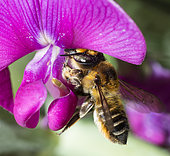 Coastal Leaf-Cutter Bee (Megachile maritima) on Common Chickling (Lathyrus sativus) female doing her best to avoid the pistil of the flower, Regional Natural Park of Northern Vosges, France