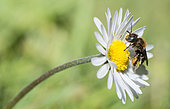 Spined Mason Bee (Osmia spinulosa) female on a daisy, Vosges du Nord Regional Nature Park, France