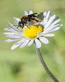 Spined Mason Bee (Osmia spinulosa) female on a daisy, Vosges du Nord Regional Nature Park, France