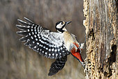Great Spotted Woodpecker (Dendrocopos major) landing, Regional Natural Park of Northern Vosges, France