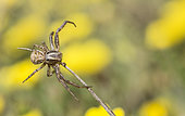 Crab Spider (Xysticus cristatus) on the lookout, Northern Vosges Regional Nature Park, France
