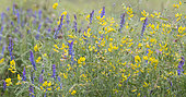 Tufted Vetch (Vica cracca) and Coronilla (Coronilla vaginalis) flowers, Regional Natural Park of Northern Vosges, France