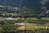 Vineyard of the Dentelles de Montmirail in Beaume-de-Venise, Provence, France