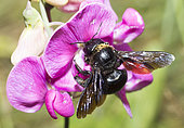 Carpenter Bee (Xylocopa violacea) on Perennial sweet pea (Lathyrus latifolius), Northern Vosges Regional Nature Park, France