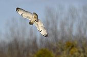 Short-eared owl (Asio flammeus) Wintering adult hunting in dive, Polder de Ploubalay, Brittany, France