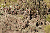 Chestnut-naped francolin (Pternistis castaneicollis), Bale mountains, Ethiopia