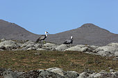 Wattled Crane (Grus carunculata), Saneti plateau, Bale mountains, Ethiopia
