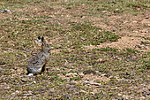 Ethiopian highland hare (Lepus starcki), Bale Mountains, Ethiopia