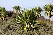 Giant Lobelia (Lobelia giberroa), Bale Mountains, Ethiopia
