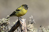 Ethiopian Siskin (Serinus nigriceps) on a branch, Bale Mountains, Ethiopia