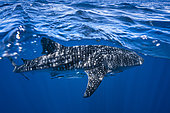 Whale shark (Rhincodon typus) in the waters of Nosy Be, Madagascar