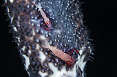 Couple of Imperial Shrimp (Periclimenes imperator) on a blue sea cucumber (Actinopyga caerulea) 76 meters deep, Mayotte