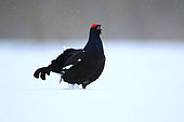 Black grouse (Lyrurus tetrix) singing in lek in a snowy bog