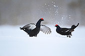 Black grouse (Lyrurus tetrix) fighting in lek in a snowy bog