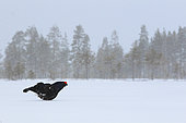 Black grouse (Lyrurus tetrix) in lek in a snowy bog during a snowstorm
