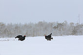 Black grouse (Lyrurus tetrix) fighting in lek in a snowy bog