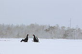 Black grouse (Lyrurus tetrix) fighting in lek in a snowy bog