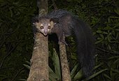 Aye-aye (Daubentonia madagascariensis), Western Masoala, Madagascar, Africa