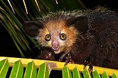 Aye-aye (Daubentonia madagascariensis), Masoala National Park, Madagascar, Africa