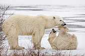 Polar bear (Ursus maritimus), Female bear playing with her cub. Churchill, MB, Canada.