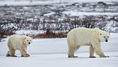 Polar bear (Ursus maritimus), Cub and his mother walking on a frozen lake. Churchill, MB, Canada