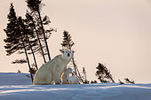Polar bear (Ursus maritimus), Polar bear mum and cubs near a den. Churchill, MB, Canada