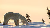 Polar bear (Ursus maritimus), 3 months cub with his mum up on a ridge at sunset. Churchill, MB, Canada