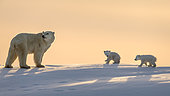 Polar bear (Ursus maritimus), (3 months twin cubs following their mum up on a ridge. Churchill, MB, Canada