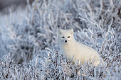 Arctic fox (Vulpes lagopus) An arctic fox in frozen willows. Churchill, MB, Canada.