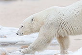 Polar bear (Ursus maritimus), Polar bear walking along the pack ice. Churchill, MB, Canada