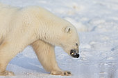 Polar bear (Ursus maritimus), polar bear walking in the snow. Churchill, MB, Canada.