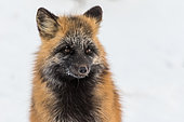 Portrait of Cross fox, Churchill, MB, Canada.
