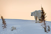 Polar bear (Ursus maritimus), 3 month old cubs in their den. Churchill, MB, Canada