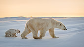 Polar bear (Ursus maritimus), 3 month old cubs following their mother. Churchill, MB, Canada
