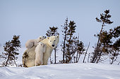 Ours polaire (Ursus maritimus) Oursons jouant sur le dos de leur mère, Churchill, MB, Canada