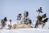 Polar bear (Ursus maritimus) Twin polar cubs on their mother's back. Churchill, MB, Canada,