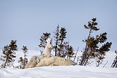 Polar bear (Ursus maritimus) Twin polar cubs on their mother's back. Churchill, MB, Canada,