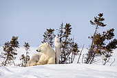 Ours polaire (Ursus maritimus) Oursons jouant sur le dos de leur mère, Churchill, MB, Canada