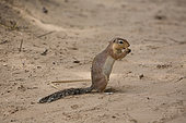 One Unstriped Ground squirrel (Xerus rutilus), Samburu Game Reserve, Kenya