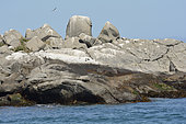 Humboldt Penguins (Spheniscus humboldti), Cachagua Islet Nature Reserve, V Valparaiso Region, Chile