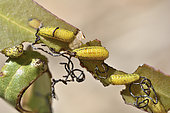 Eucalyptus weevil (Gonipterus platensis), Curculionidae Eucalyptus pest, Larvae stages devouring a leaf, Aguas Claras Park, Cachagua, V Valparaiso Region, Chile