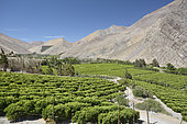 Irrigated citrus plantations in the Rio Claro Valley, approx. of Paihuano, Elqui, IV Region of Coquimbo, Chile