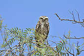 Burrowing Owl (Athene cunicularia) on a branch, ca. of Vicuña, Elqui, IV Region of Coquimbo, Chile